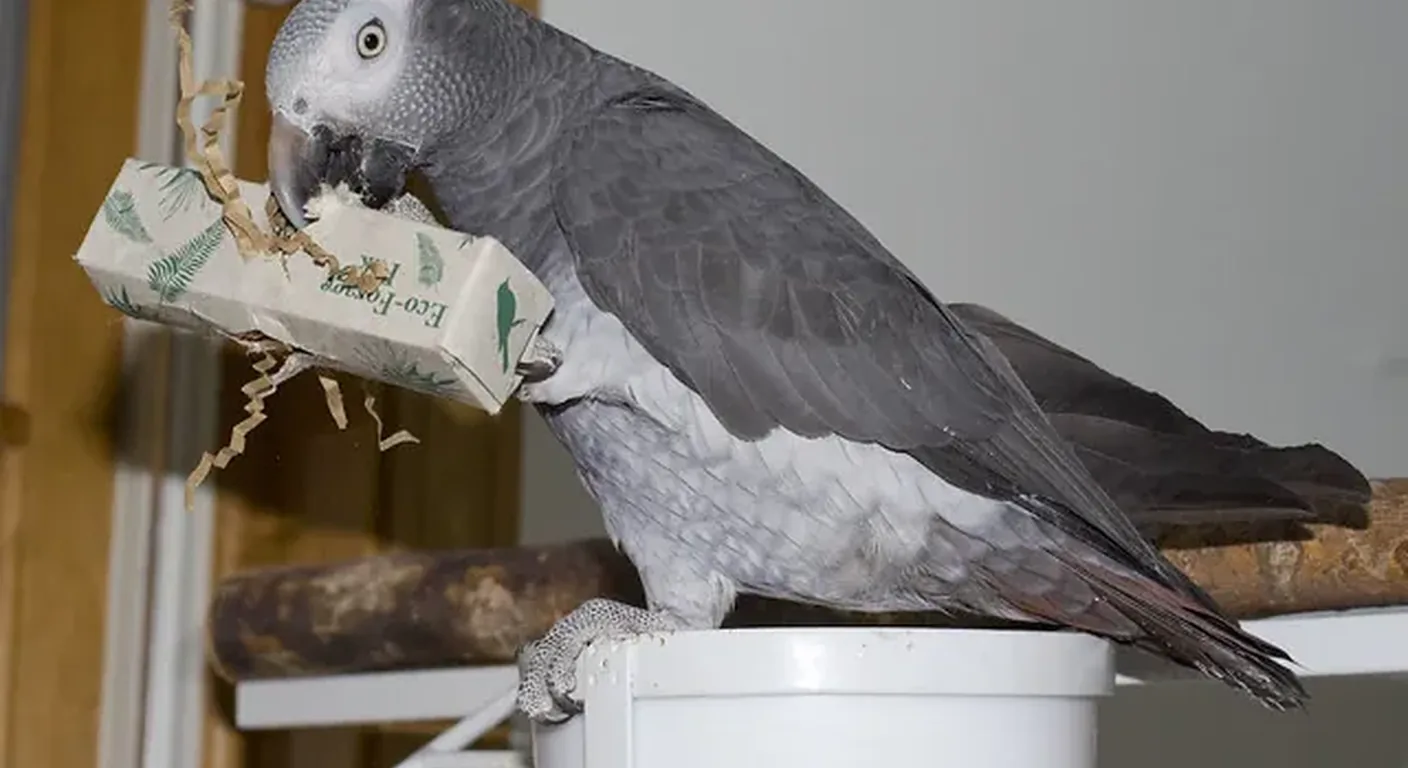 Evie, a hand-raised female Timneh African Grey at C.A.Gs, foraging on a play stand, showing her charcoal-grey plumage