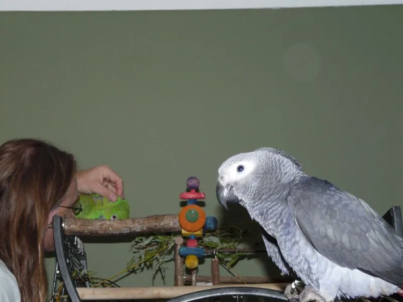 Mark holding a bonded pair of Congo African Greys and an Amazon parrot at the C.A.Gs aviary in Midland, TX