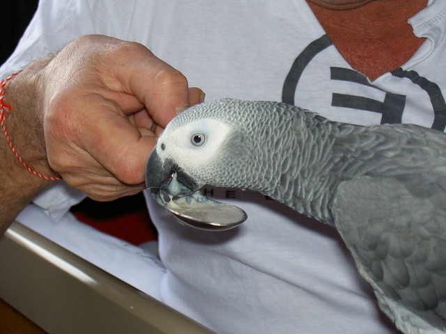 Mark Benjamin of C.A.Gs in Midland, Texas, hand-feeding a captive-bred Congo African Grey chick from a spoon inside the family home aviary — the hands-on, USDA Animal Welfare Act–licensed hand-rearing that produces the DNA-sexed, avian-vet-checked, CITES Appendix I documented African Grey parrots the Benjamins place with families nationwide.