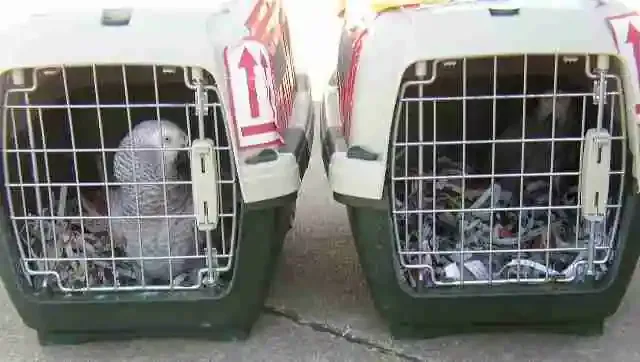 Affordable African Grey parrot shipping — a documented captive-bred Grey in an IATA live-animal travel crate at the United PetSafe cargo desk, ready to fly to your nearest major airport