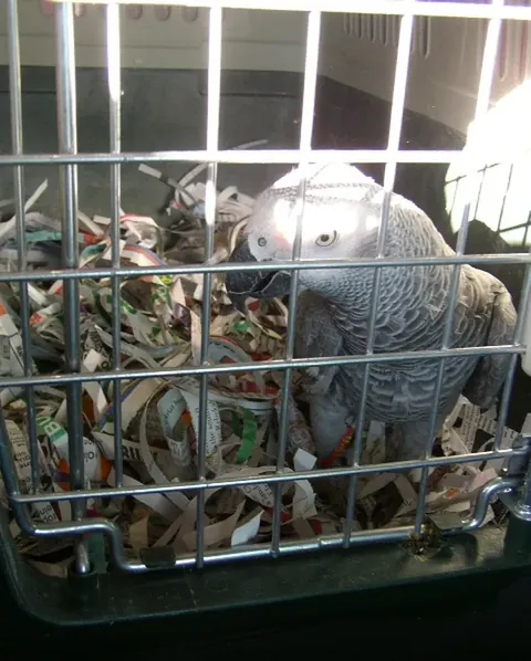 IATA live-animal shipping crate for a documented African Grey at the airline cargo desk