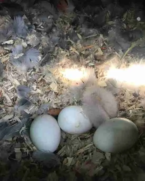 African Grey Fertile Eggs for sale at C.A.Gs — captive-bred, CITES Appendix I documented
