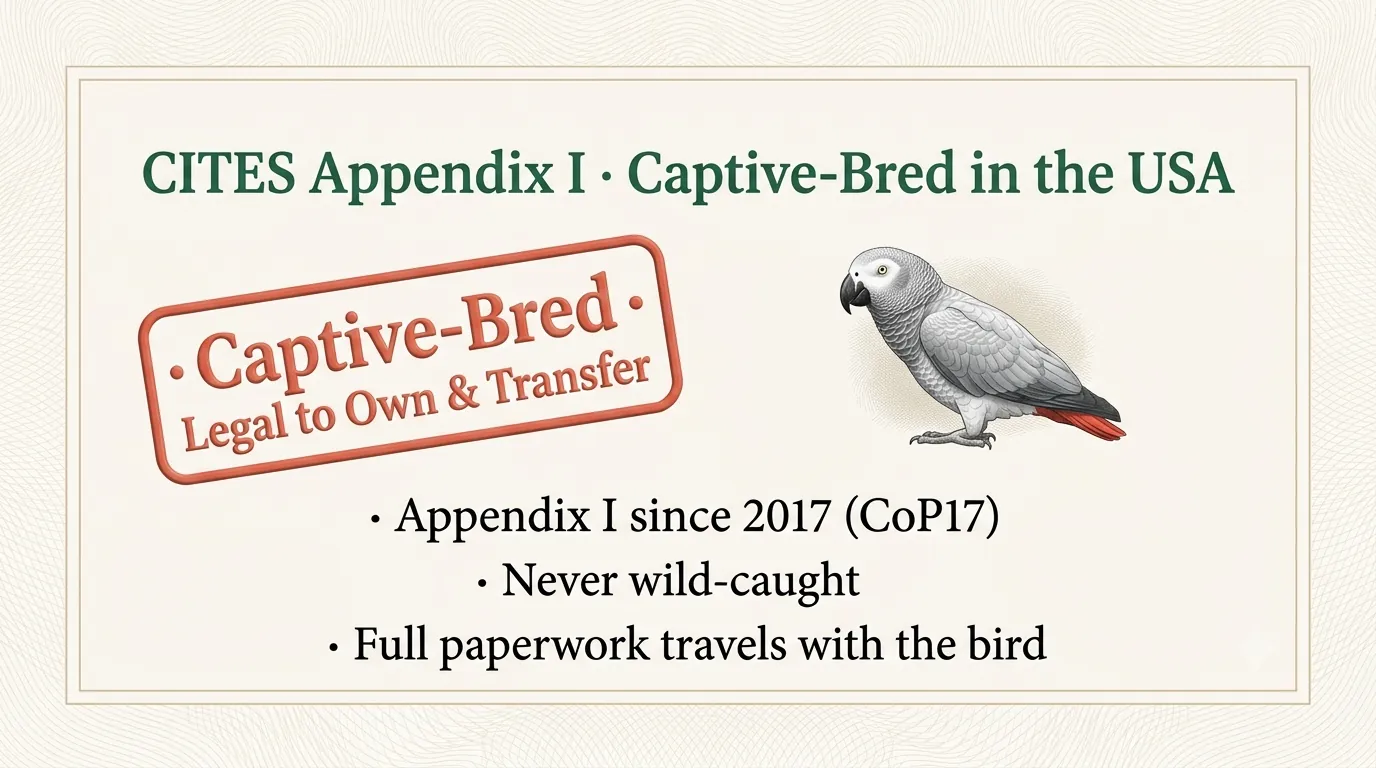 CITES Appendix I captive-bred African Grey: a passport-style panel showing the bird is legal to own and transfer with full documentation, never wild-caught