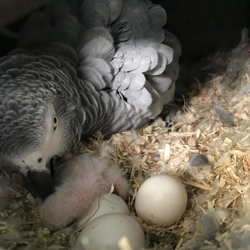 African Grey Hatching Eggs — captive-bred at C.A.Gs in Midland, TX, CITES Appendix I documented