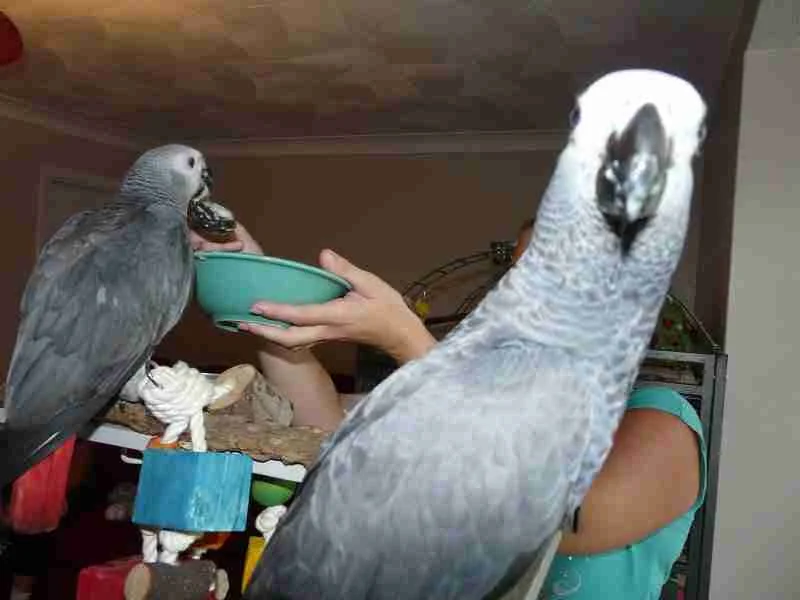 Roys — Male Congo African Grey parrot