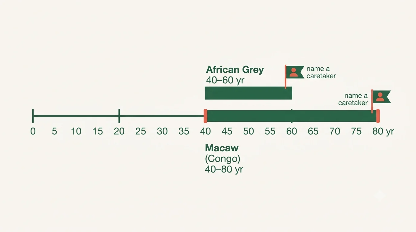 Lifespan timeline showing an African Grey at 40 to 60 years and a large macaw at 50 to 80 years against a human owner's planning horizon