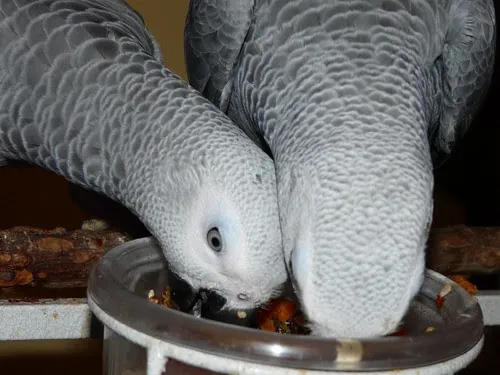 African Greys at a food bowl at the C.A.Gs aviary, illustrating the calcium-rich diet that supports a laying hen