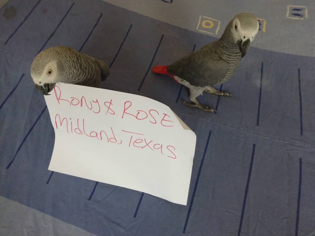 Mark and Teri Benjamin's captive-bred Congo African Grey parrots photographed inside the C.A.Gs family aviary in Midland, Texas, showing the signature silver-scalloped grey plumage and bright red tail feathers of a healthy, hand-raised, DNA-sexed African Grey parrot that leaves with full CITES Appendix I documentation and an avian-veterinarian health certificate.