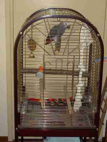 African Grey parrot free-roaming during enrichment — C.A.Gs care guide