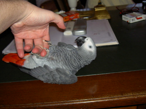 Healthy hand-raised African Grey parrot at C.A.Gs — avian-vet certified, CITES Appendix I documented