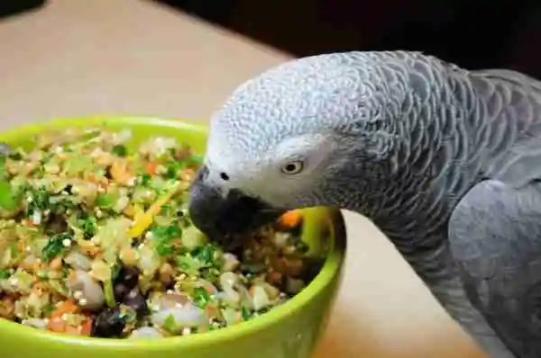 Fresh homemade food for an African Grey — what to feed your grey