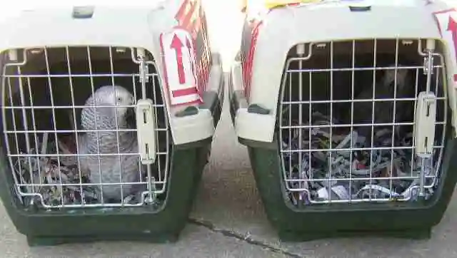 Two IATA-compliant travel crates with African Grey parrots ready for nationwide shipping from C.A.Gs