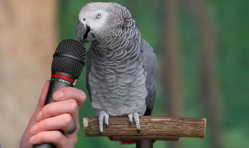 An African Grey parrot vocalising, reproducing words and household sounds it has learned through daily contextual repetition