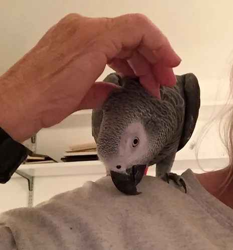 An African Grey in free-play training — the patient step-up taming method
