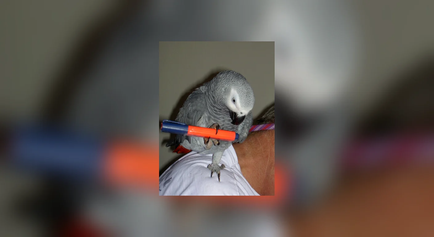 One of our Greys shoulder-perched with a foraging toy, showing the enrichment line item in practice