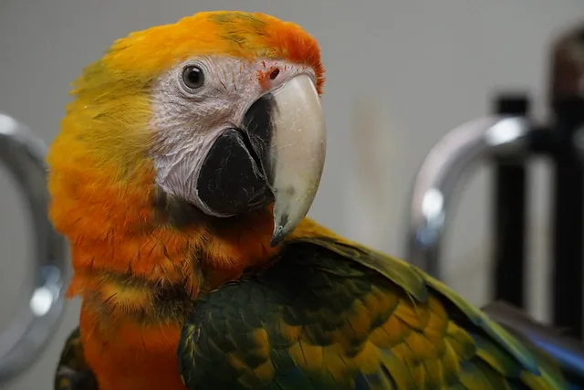 A Camelot Macaw hybrid showing vivid orange-red plumage with blue wing tips, a deliberate cross between Scarlet and Catalina macaw lines