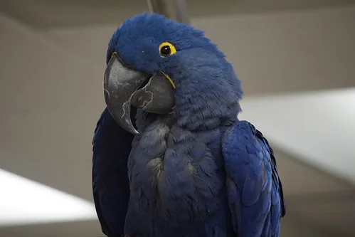 A Hyacinth Macaw in close portrait, deep cobalt-blue plumage with a bright yellow eye-ring, the largest flying parrot species