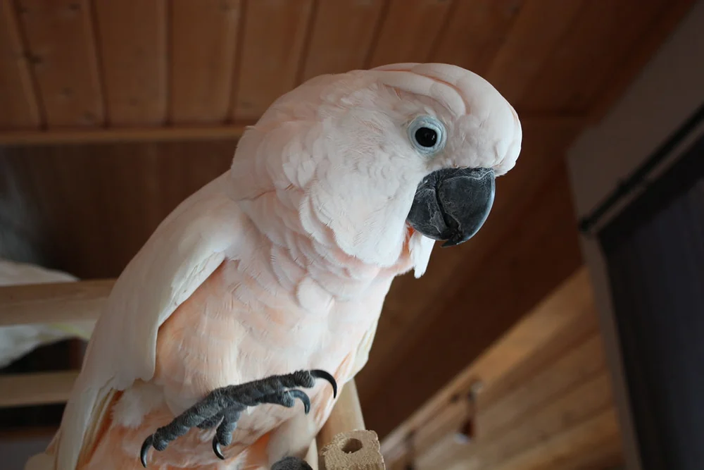 African Grey next to a salmon-pink Moluccan Cockatoo, contrasting the grey's moderate size with the much larger cockatoo