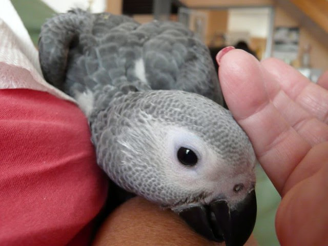Amie — Female Congo African Grey parrot, captive-bred, Midland TX