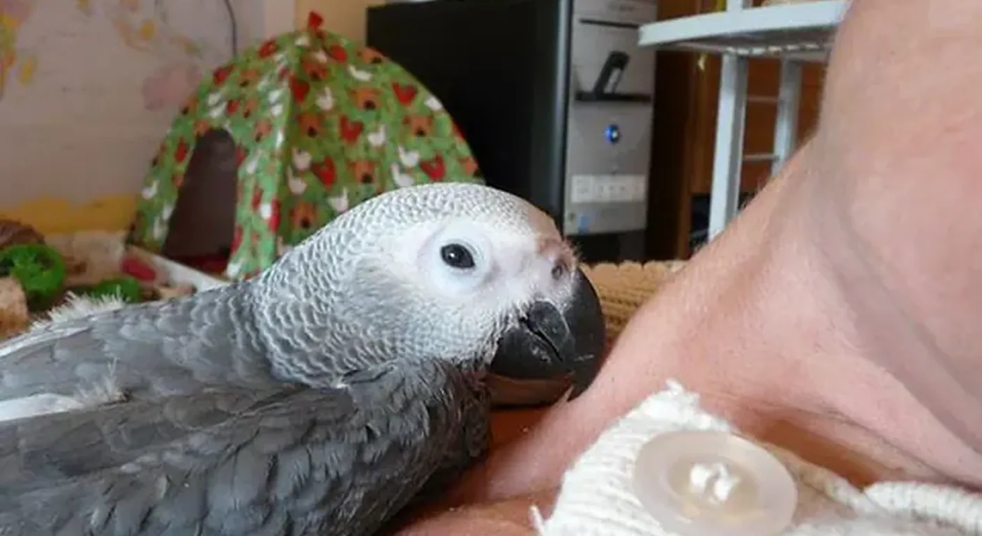 A fully hand-fed baby African Grey being raised at C.A.Gs before going home