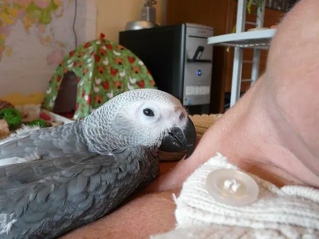 Amie, a hand-fed baby female Congo African Grey snuggled against her keeper's shoulder