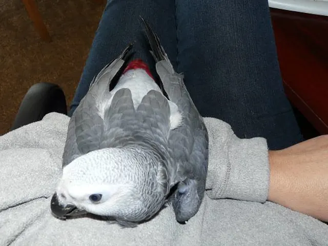 Bery, a cuddly tamed female Congo African Grey resting on her keeper's lap