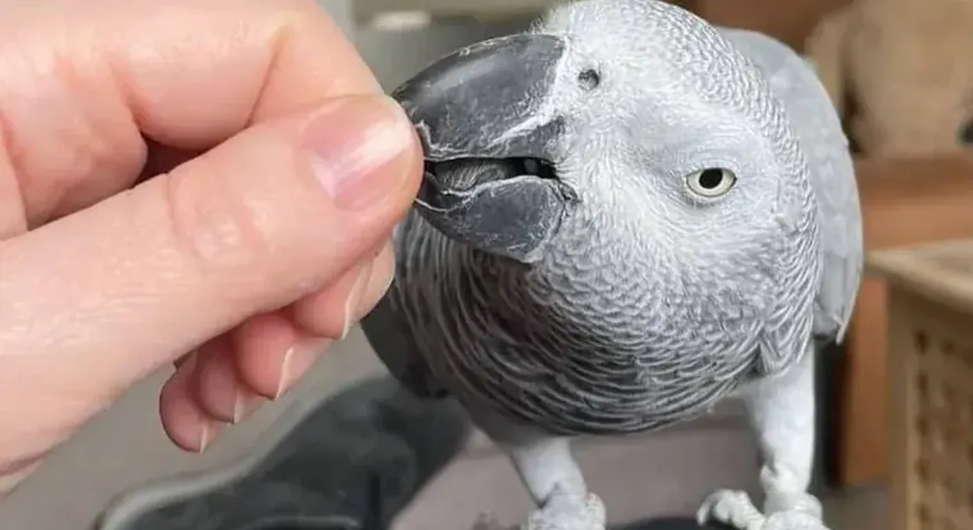 A hand-raised Congo African Grey taking a seed from its keeper's hand, showing the silver-grey head, light eye and solid black beak