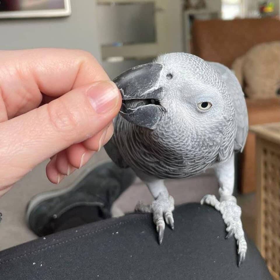 Bery — Female Congo African Grey parrot, captive-bred, Midland TX