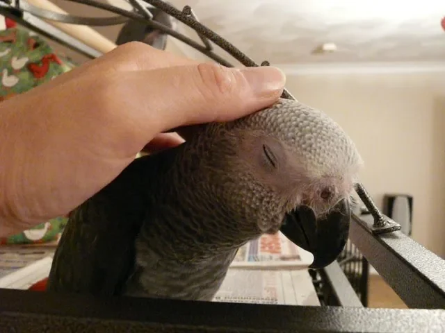 A Congo African Grey perched confidently — representing the long-term bond of grey parrot ownership