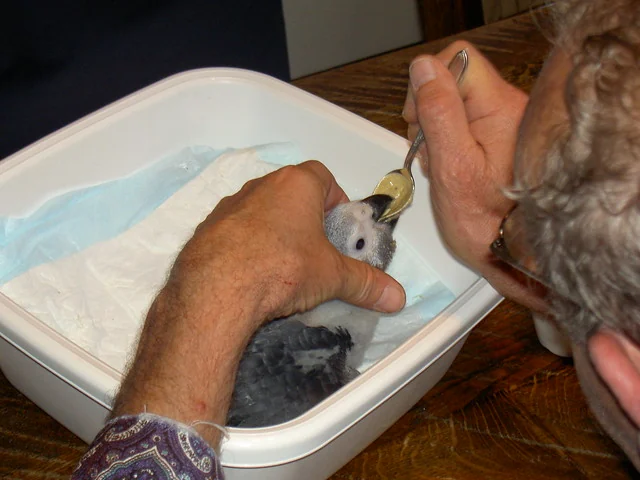 Hand-raised baby Congo African Grey for sale — Amie being spoon-fed as a chick, the hand-rearing that makes her tame and people-trusting