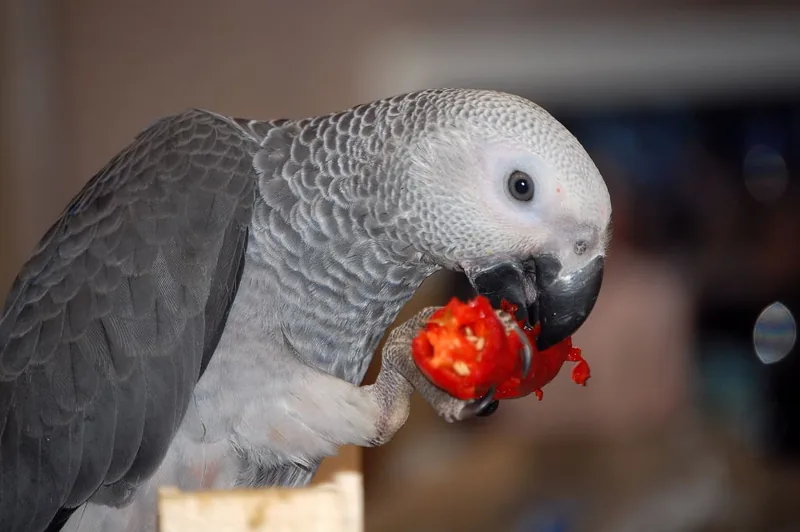 Amie, a hand-raised female Congo African Grey for sale and ready to go home — DNA-sexed, CITES-documented Congo parrot at C.A.Gs Midland, TX