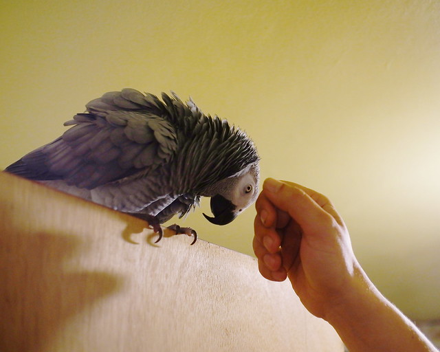 Bery, a hand-fed 1-year female Congo African Grey for sale, calm and tame with people — the hand-raised bird the $1,700 price pays for