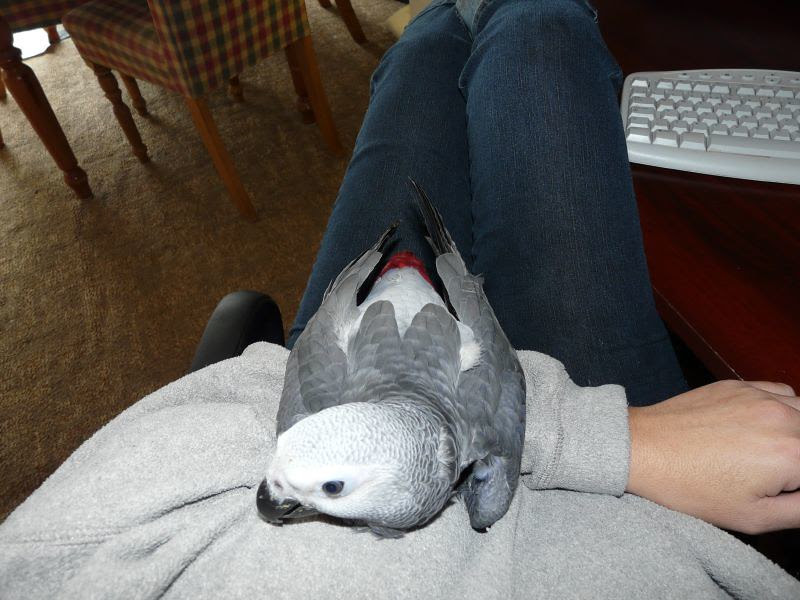Bery's personality profile — a hand-fed female Congo African Grey rated for mimicry, intelligence, bonding, awareness, and trainability