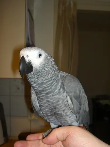 Bery, a hand-fed female Congo African Grey parrot for sale at C.A.Gs in Midland, TX — captive-bred and DNA-sexed