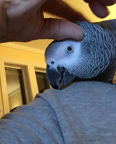Bery the Congo African Grey tilting her head for a scratch — a clear sign of trust and tameness in a hand-raised captive-bred Grey from C.A.Gs, Midland TX