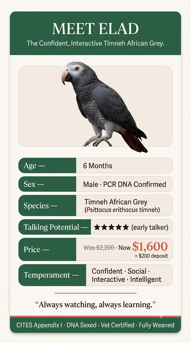 Elad at a glance — male Timneh African Grey for sale, DNA-sexed, hand-raised and documented at C.A.Gs Midland, TX