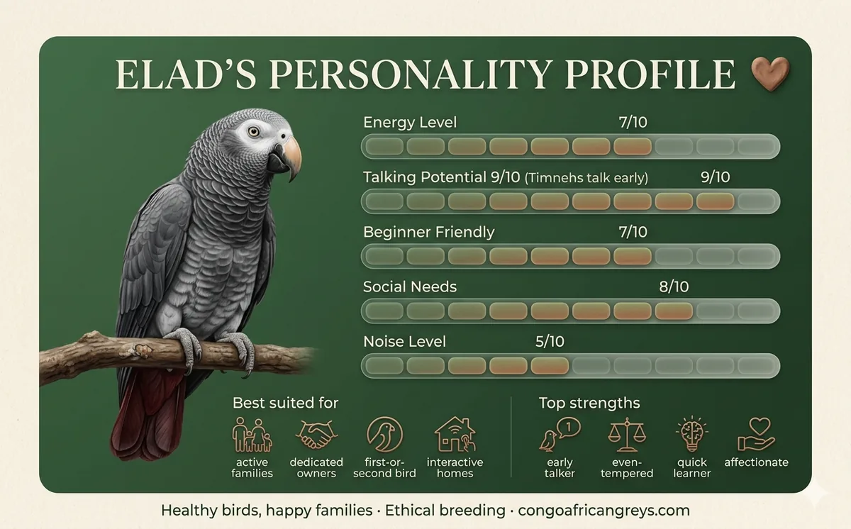 Elad' personality profile — a hand-raised male Timneh African Grey rated for energy, talking potential, beginner-friendliness, social needs, and noise