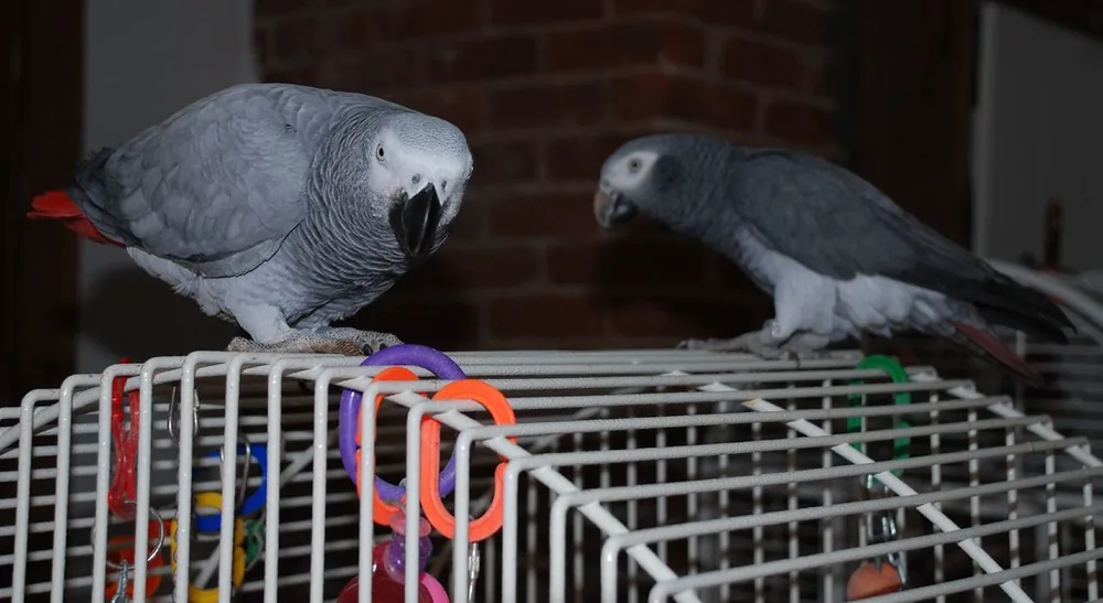 A Timneh and a Congo African Grey side by side — the Timneh is smaller and darker with a maroon tail, the Congo larger and paler with a bright-red tail