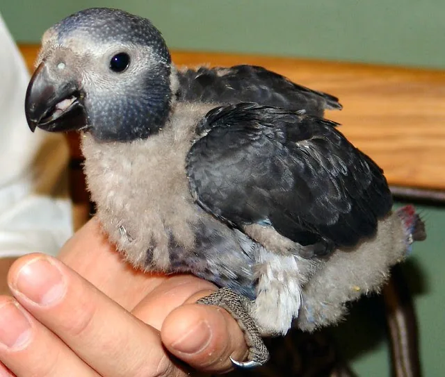 Evie as a young Timneh African Grey chick — hand-raised from the start at our Midland, TX home