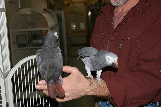 Levi and Rily — Evie and Evie's Timneh African Grey parents, our bonded breeding pair at the C.A.Gs aviary in Midland, Texas