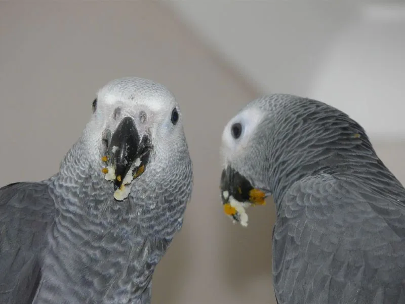 Jins and Jeni — a companion pair of tame, hand-raised Congo African Greys for sale at C.A.Gs Midland TX, DNA-sexed and CITES Appendix I captive-bred