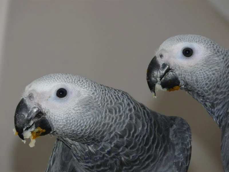 Jins and Jeni side by side — a hand-raised companion Congo African Grey pair, DNA-sexed and CITES-documented at C.A.Gs Midland TX