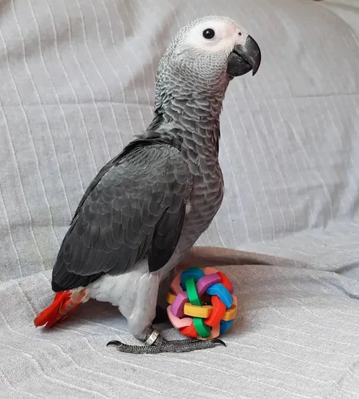A Congo African Grey perched confidently — representing the long-term bond of grey parrot ownership