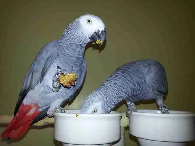 James and Lois — Roys's Congo African Grey parents, a bonded breeding pair at the C.A.Gs aviary in Midland, Texas