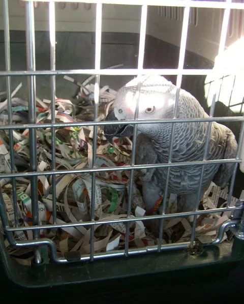 IATA-approved live-animal carrier used to ship Roys, a male Congo African Grey, from our Midland TX aviary nationwide