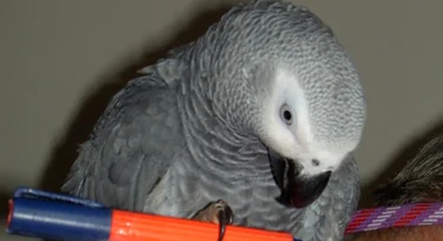 A hand-raised African Grey bonding with its keeper at C.A.Gs during the first weeks before going home
