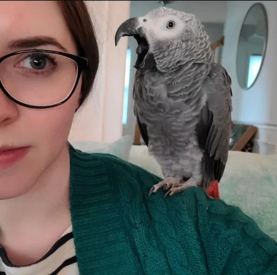 A hand-raised C.A.Gs Congo African Grey perched calmly with its owner