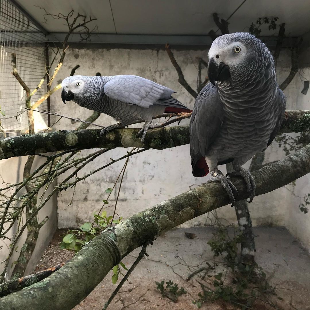 Proven Breeding Pairs for sale at C.A.Gs — captive-bred, CITES Appendix I documented