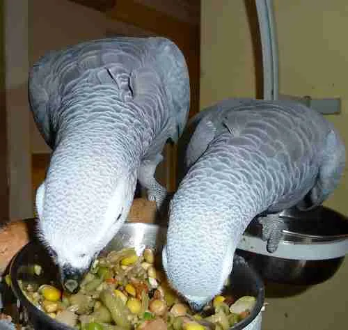 Proven African Grey Breeder Pairs — captive-bred at C.A.Gs in Midland, TX, CITES Appendix I documented