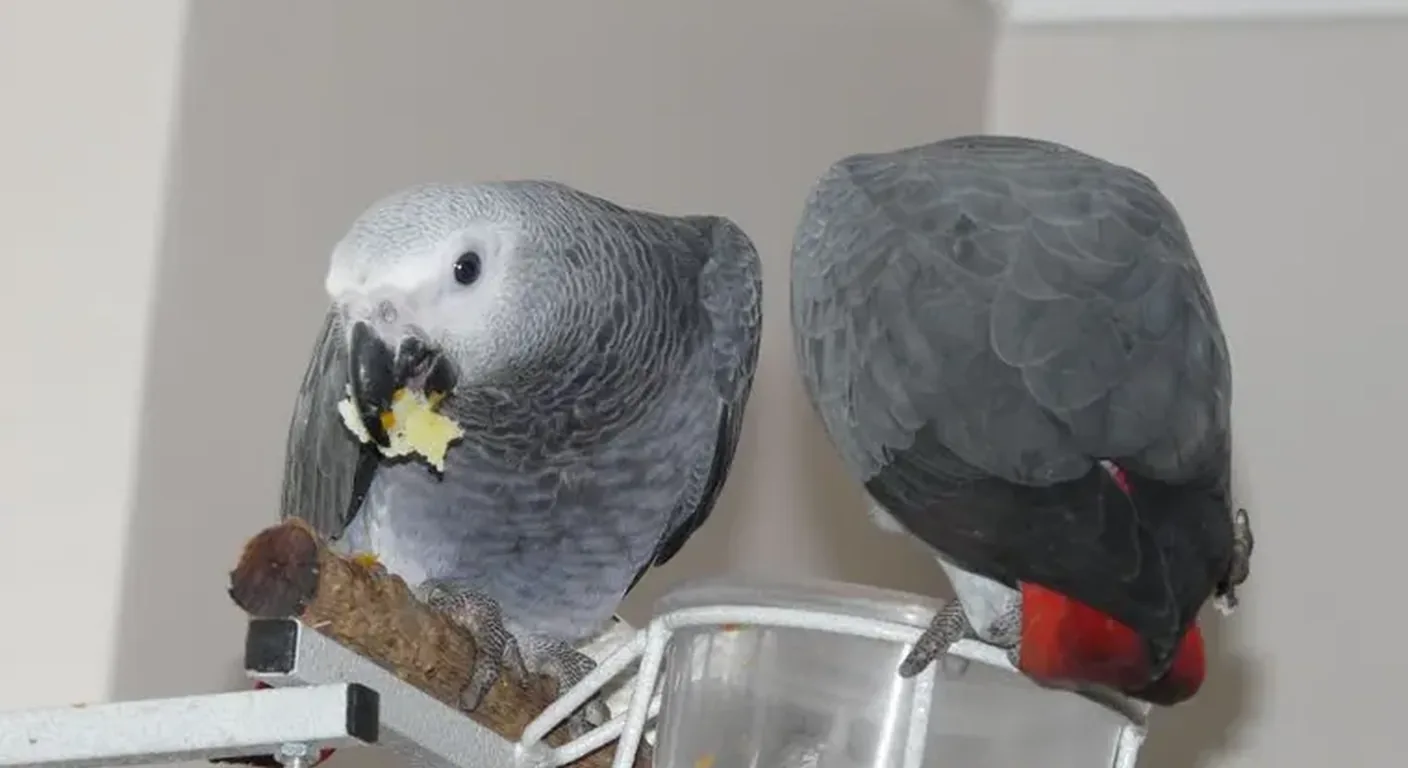 Two talking Congo African Greys on a perch at the C.A.Gs aviary in Midland, TX